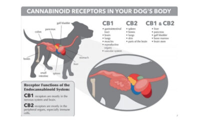 WHAT IS THE ENDOCANNABINOID SYSTEM?