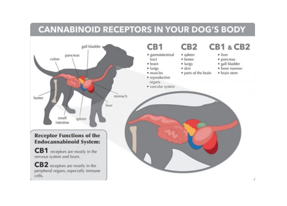 WHAT IS THE ENDOCANNABINOID SYSTEM?