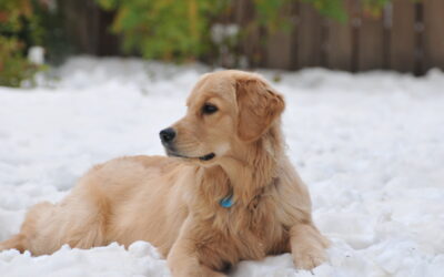 IS YOUR PET READY FOR COLD WEATHER?